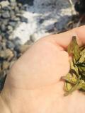 茶祖茶葉是什麼茶