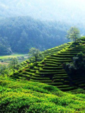 中茶和勐海茶廠有什麼關係